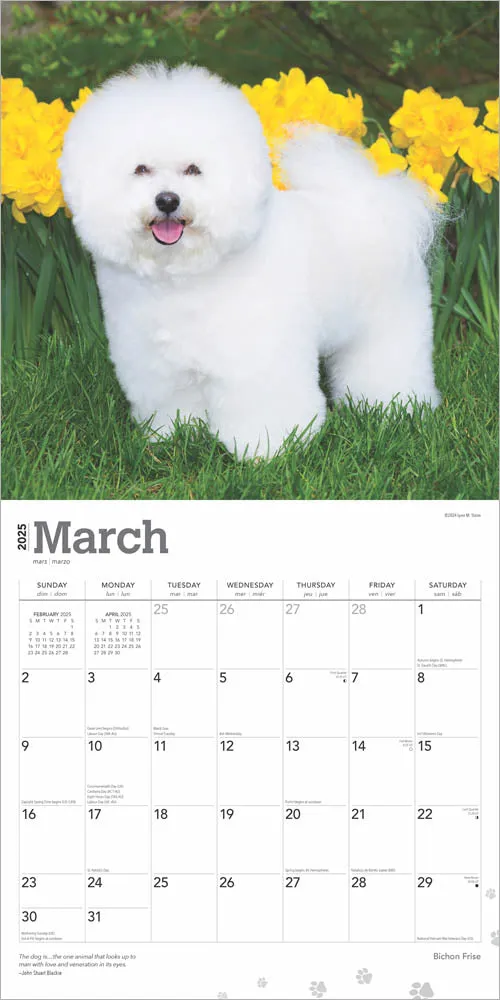 2025 Bichon Frise Wall Calendar