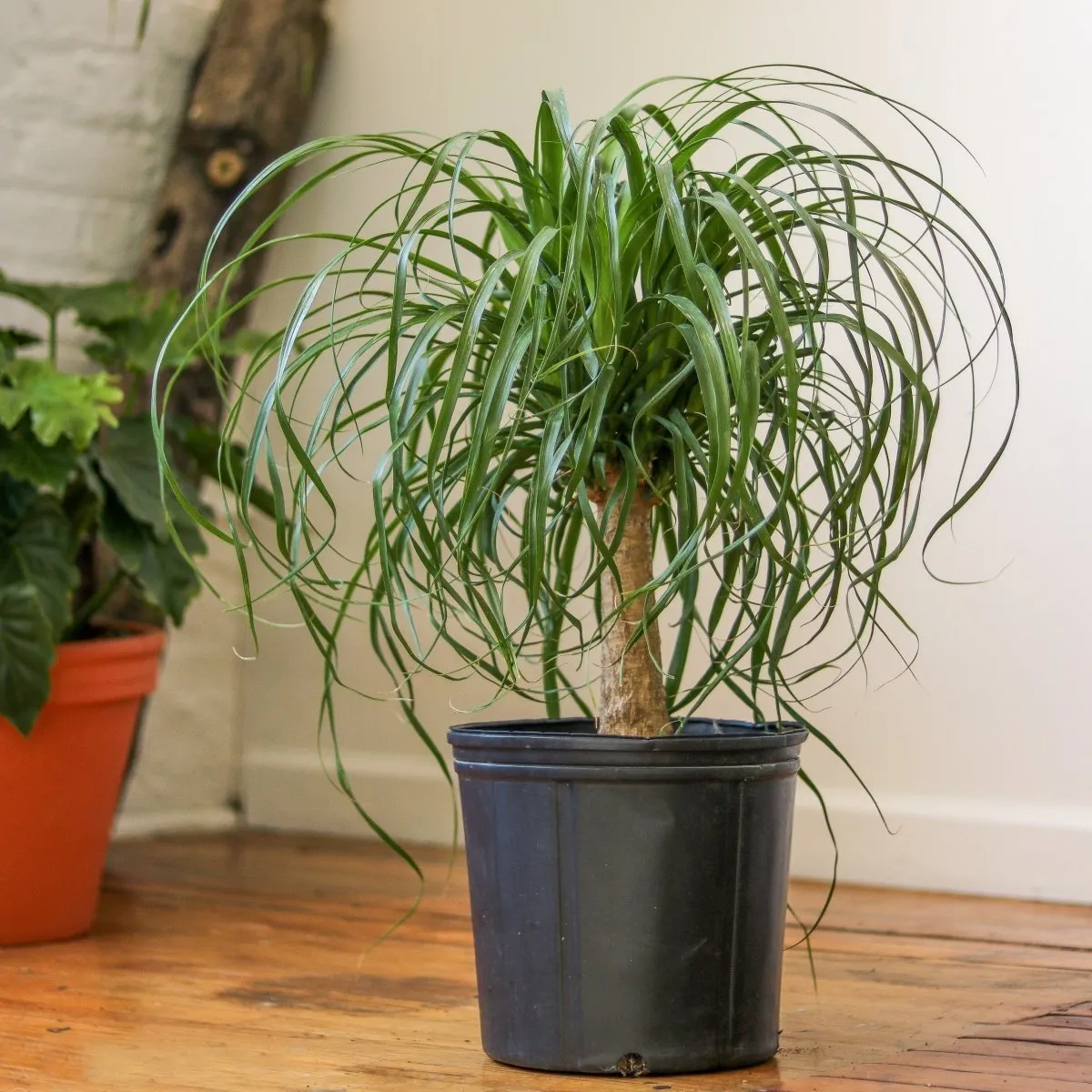 Beaucarnea recurvata 'Ponytail Palm' Floor Plant