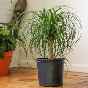 Beaucarnea recurvata 'Ponytail Palm' Floor Plant