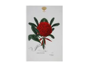 Maxwell & Williams Royal Botanic Garden Tea Towel 50x70cm Telopea