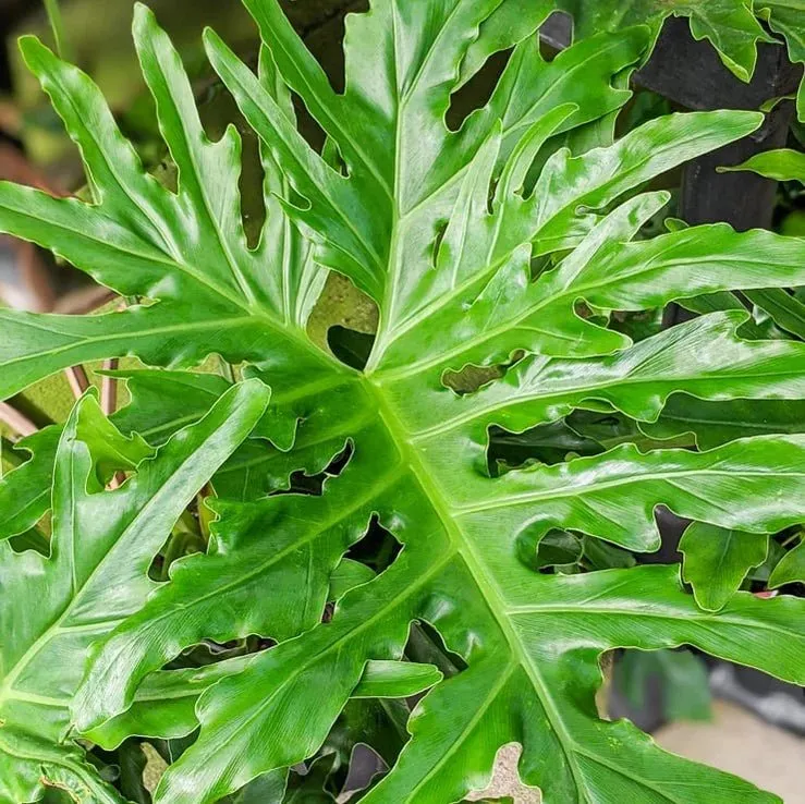 Philodendron selloum - Split Leaf Philodendron Floor Plant