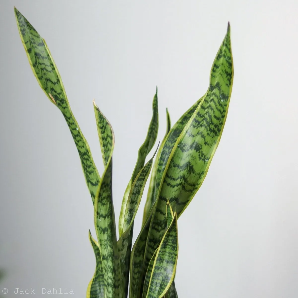 Snake Plant - Sansevieria trifasciata ‘Laurentii’ Floor Plant - 10 Inch