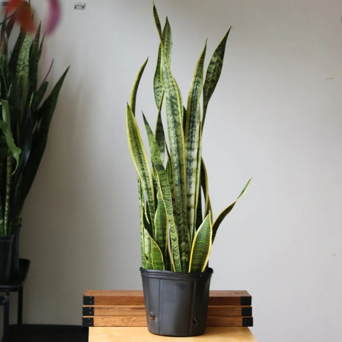 Snake Plant - Sansevieria trifasciata ‘Laurentii’ Floor Plant - 10 Inch