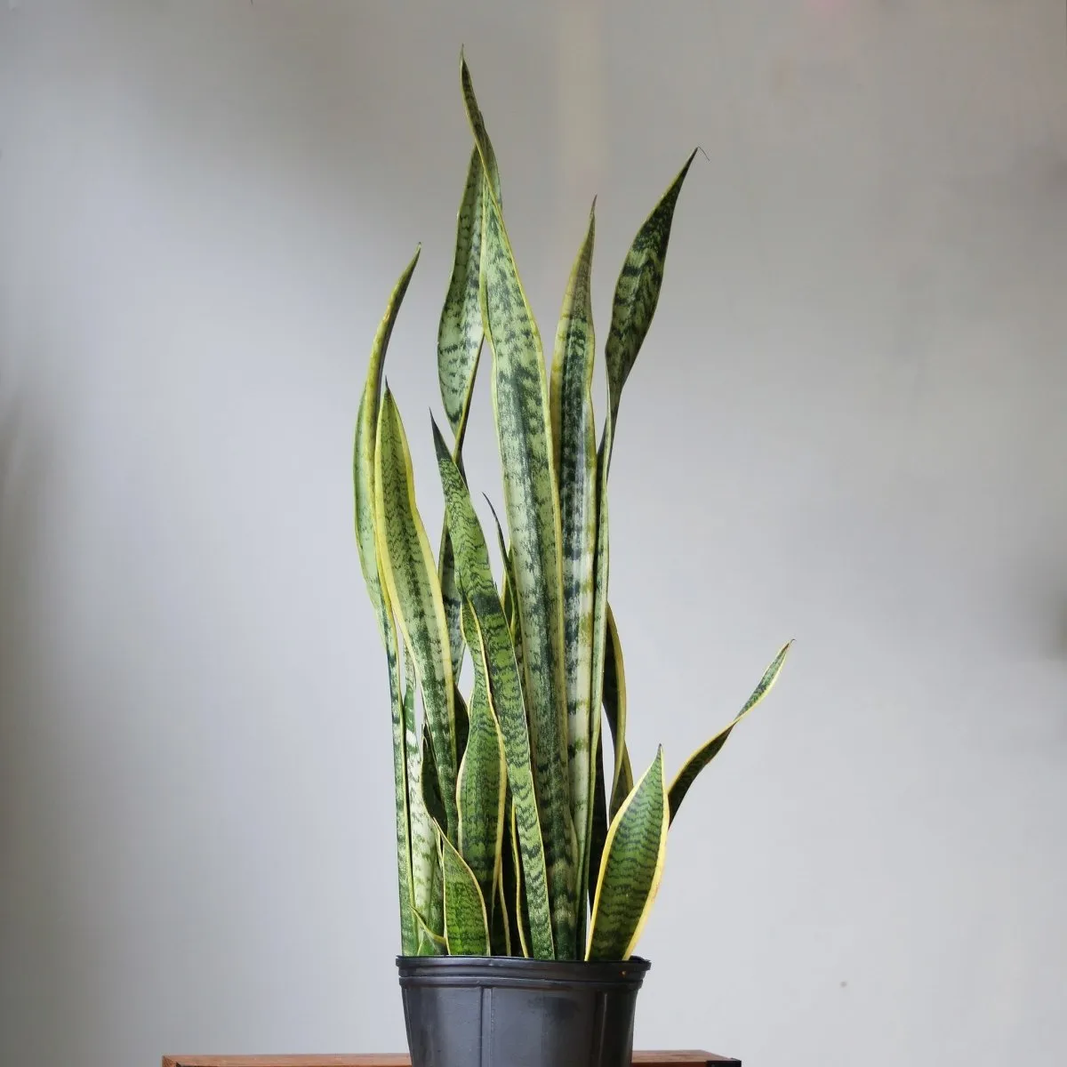 Snake Plant - Sansevieria trifasciata ‘Laurentii’ Floor Plant - 10 Inch