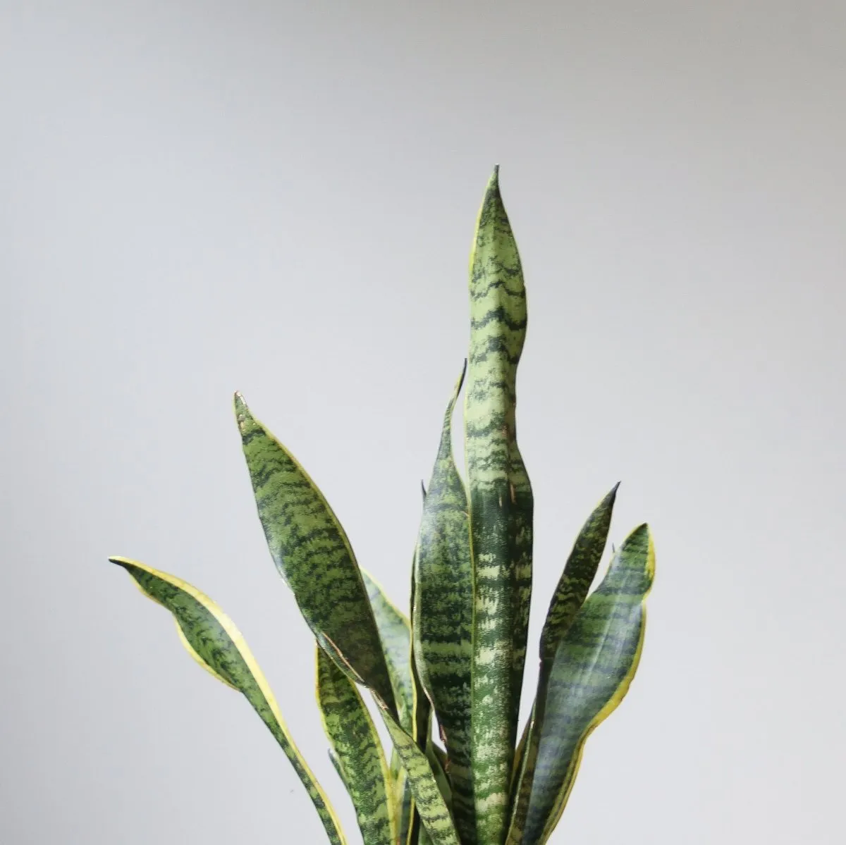 Snake Plant - Sansevieria trifasciata ‘Laurentii’ Floor Plant - 10 Inch